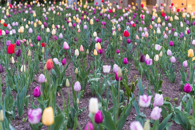 20150426_195932 D4S.jpg - Tulips in front of Liberty Bell